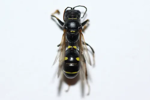 Lestiphorus cockerelli