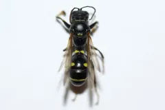 Lestiphorus cockerelli thumbnail 1