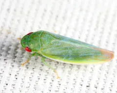 Gyponana geminata thumbnail 2