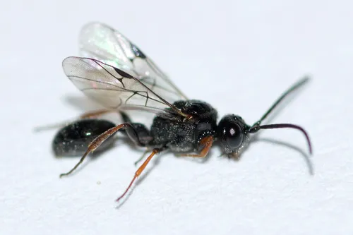 Helorus anomalipes