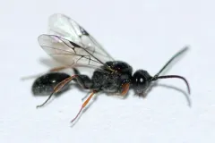 Helorus anomalipes thumbnail 1