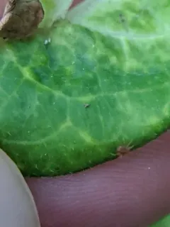 Honeysuckle aphid thumbnail 2
