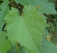 Phyllocnistis vitegenella thumbnail 1