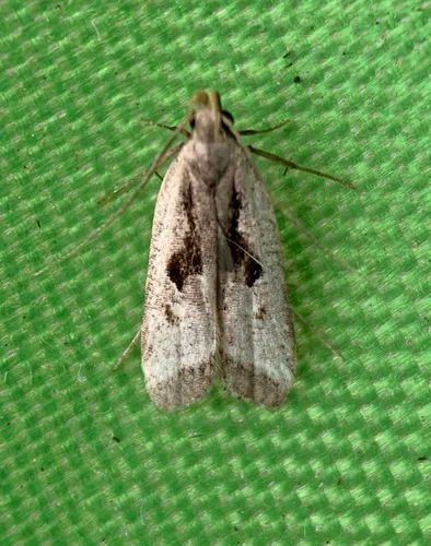 Dichomeris furia