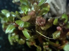 American Waterwort thumbnail 2