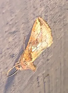 Golden Looper Moth thumbnail 3