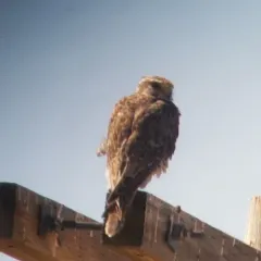 Prairie Falcon thumbnail 3