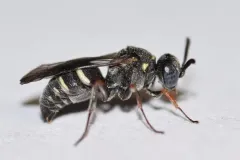 Epinysson tramosericus thumbnail 2