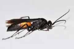 Sericopompilus apicalis thumbnail 3