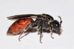 Scalloped Cuckoo Sweat Bee thumbnail 2