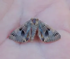 Drasteria edwardsii thumbnail 4