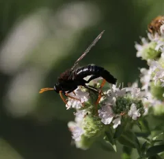 Golden-legged Mydas Fly thumbnail 4