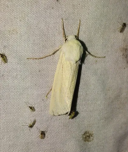 Greenish Dune Moth