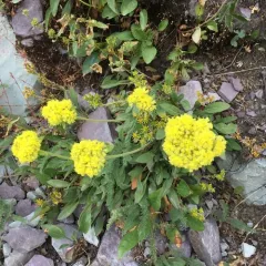 alpine golden buckwheat thumbnail 3