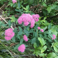 Mountain Spirea thumbnail 2