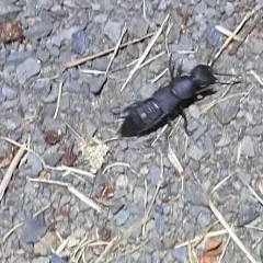 Devil's Coach Horse Beetle thumbnail 4