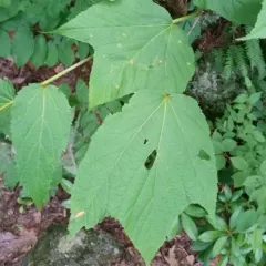 striped maple thumbnail 2