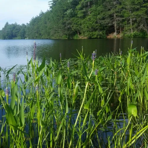 pickerelweed