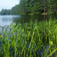 pickerelweed thumbnail 1