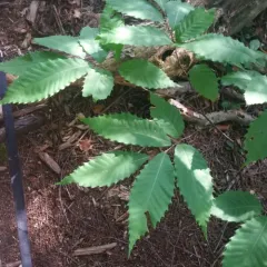 American chestnut thumbnail 2