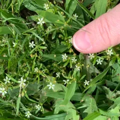 green carpetweed thumbnail 3