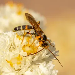 Ichneumon ambulatorius thumbnail 2