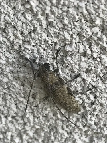 Ataxia hubbardi