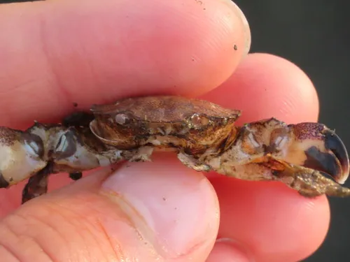 Small Mud Crab