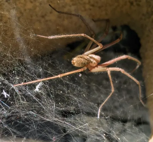 Giant House Spider