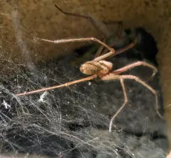 Giant House Spider thumbnail 1