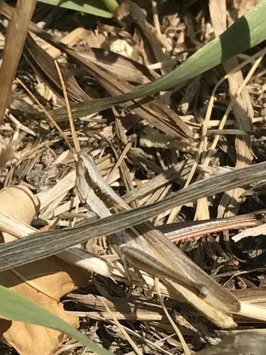 Two-striped Mermiria