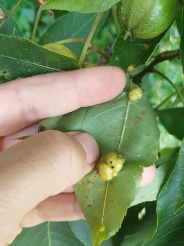 Caryomyia cynipsea