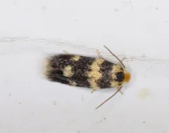 Norway Maple Pigmy Moth thumbnail 4