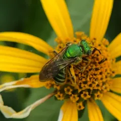 Silky Striped Sweat Bee thumbnail 4