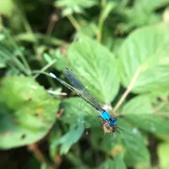 Blue-fronted Dancer thumbnail 4