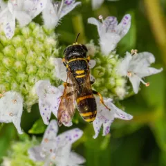 Ectemnius scaber thumbnail 1