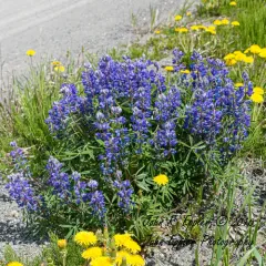 Arctic Lupine thumbnail 3