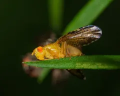 Icterica seriata thumbnail 2