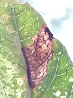 Liriomyza blechi thumbnail 3