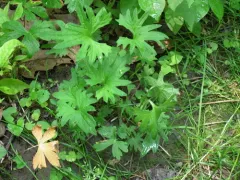 Viola baxteri thumbnail 3