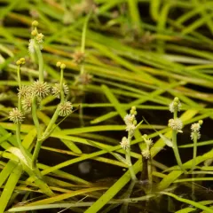 Floating Bur-reed thumbnail 2