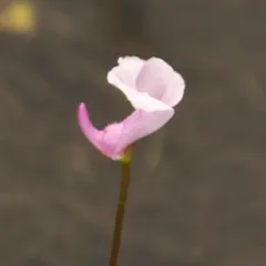 Northeastern Bladderwort thumbnail 3