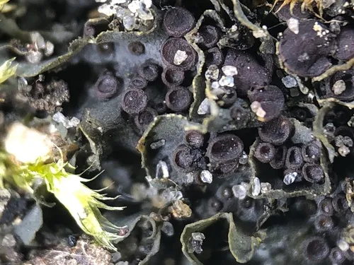 Forty-five Jellyskin Lichen