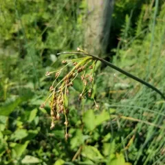 soft-stemmed bulrush thumbnail 3