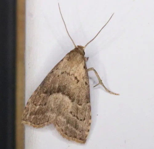 Broken-lined Hypenodes Moth