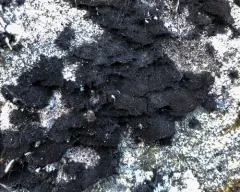 Velvet Lichen thumbnail 3