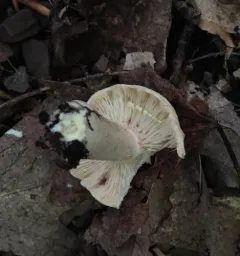 Yellowdrop Milkcap thumbnail 2
