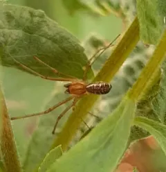 Common sheetweb spider thumbnail 1