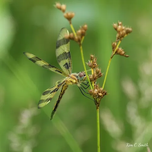 Halloween Pennant