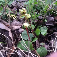 green-flowered wintergreen thumbnail 2
